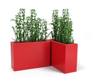 Longerino zestawienie + roślina.jpg