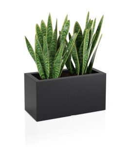 Donica Lungo czarna + roślina.jpg