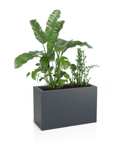 Donica Lungo maxi antracyt + roślina.jpg