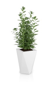 Vaso biała + roślina.jpg