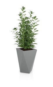 Vaso szara + roślina.jpg