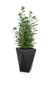 Vaso czarna + roślina.jpg