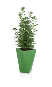 Vaso limonka + roślina.jpg