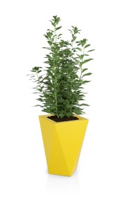 Vaso żółta + roślina.jpg