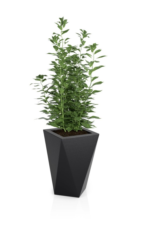 Vaso czarna + roślina.jpg