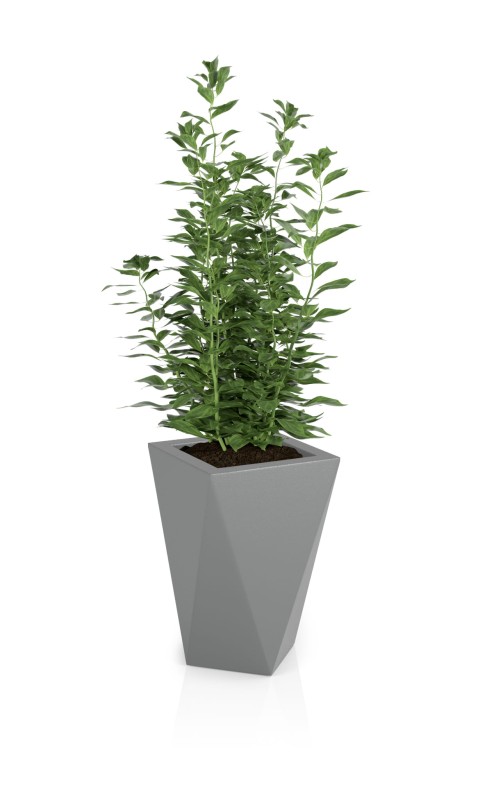 Vaso szara + roślina.jpg